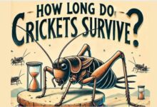 How Long Do Crickets Survive?