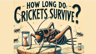 How Long Do Crickets Survive?